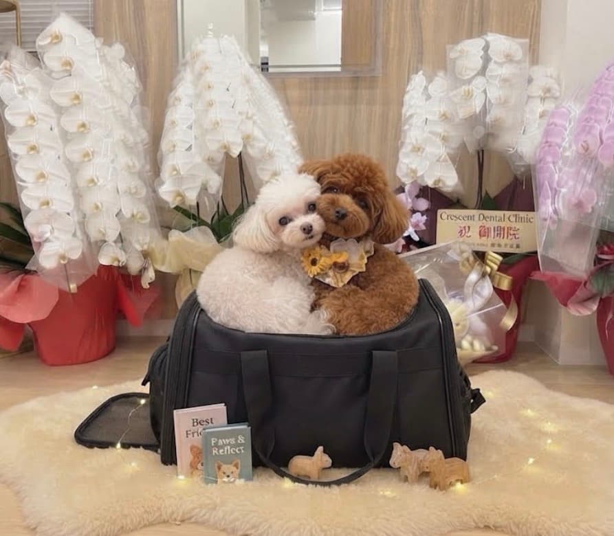 キャリーバッグの中で落ち着いて待つ小型犬